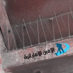 شركة مكافحة الحمام في دبي