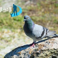 شركة مكافحة الحمام في الشارقة