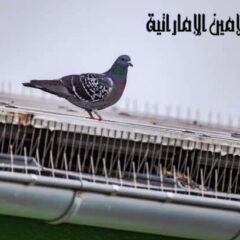 شركة مكافحة الحمام في العين