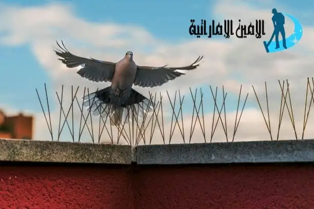 ارخص شركة مكافحة حمام في العين